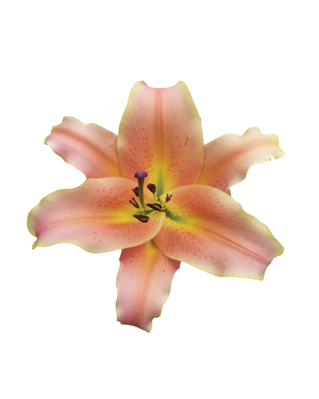 Lirios O Peach Orientales Peach - Image 1