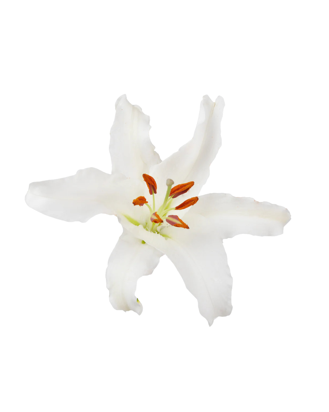 Lirios O White Orientales White - Image 1