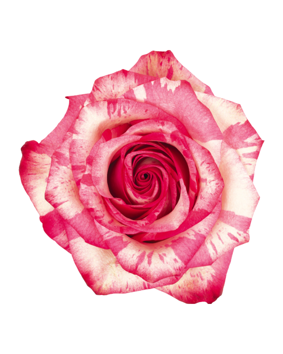 Magic Times Magic Times - Image 1