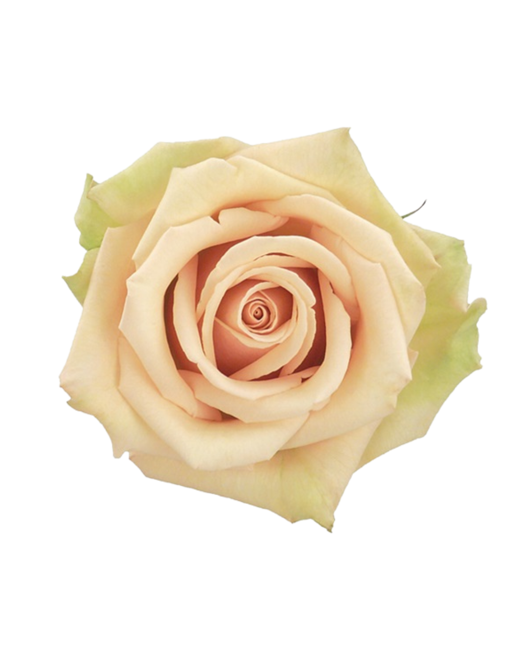 Mother of pearl Mother of Pearl - Image 1