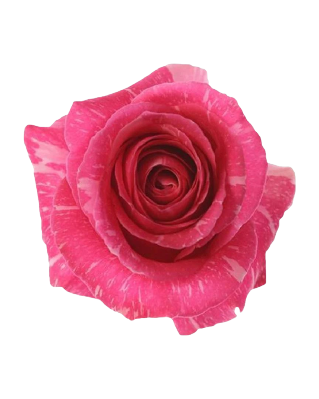 Pandora Pandora - Image 1