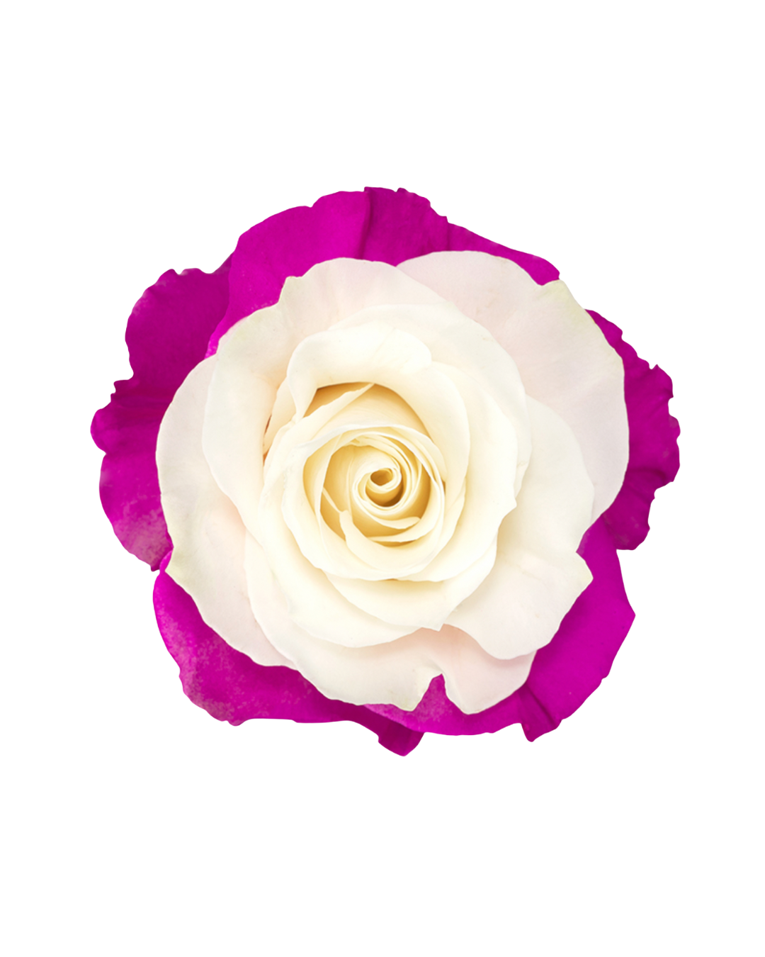 Pink Eye Pink Eye - Image 1