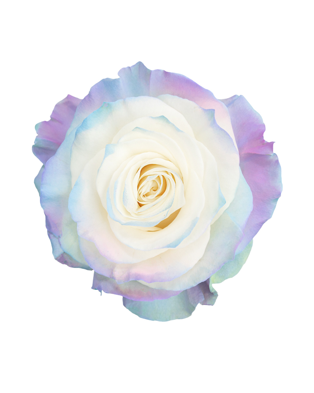 Pink Sea Pink Sea - Image 1