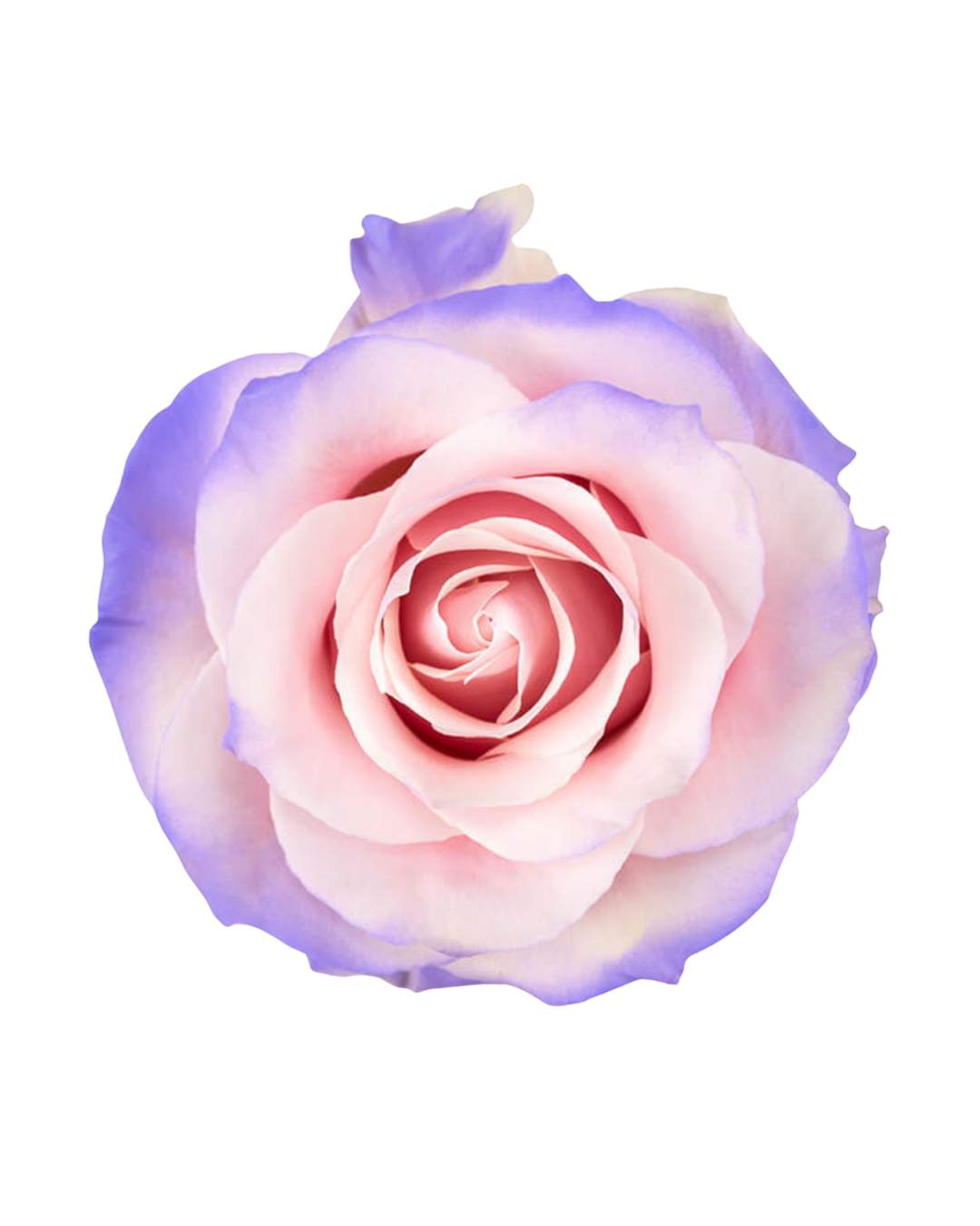 Purple Haze Purple Haze - Image 1