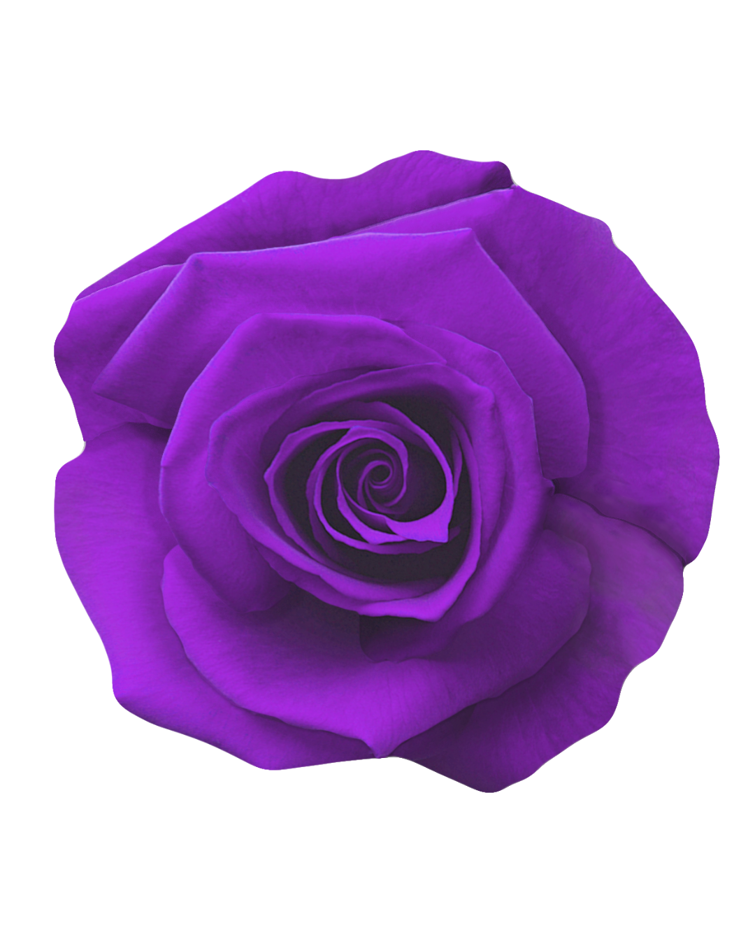 Purple Purple - Image 1
