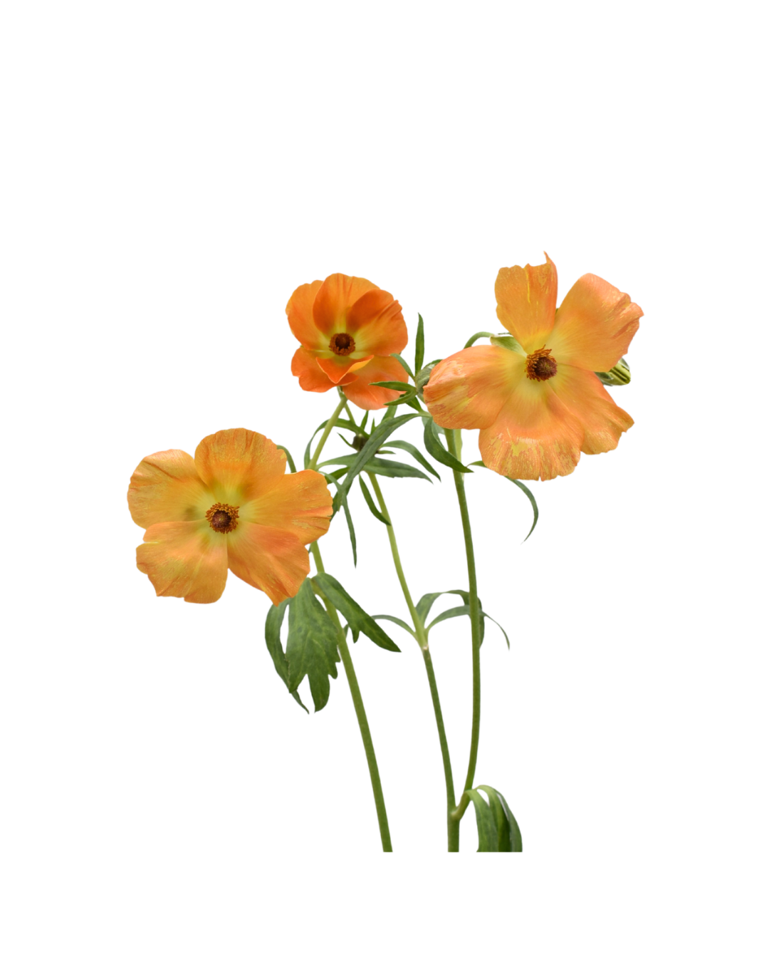 Ranuculo B Orange Butterfly Orange - Image 1