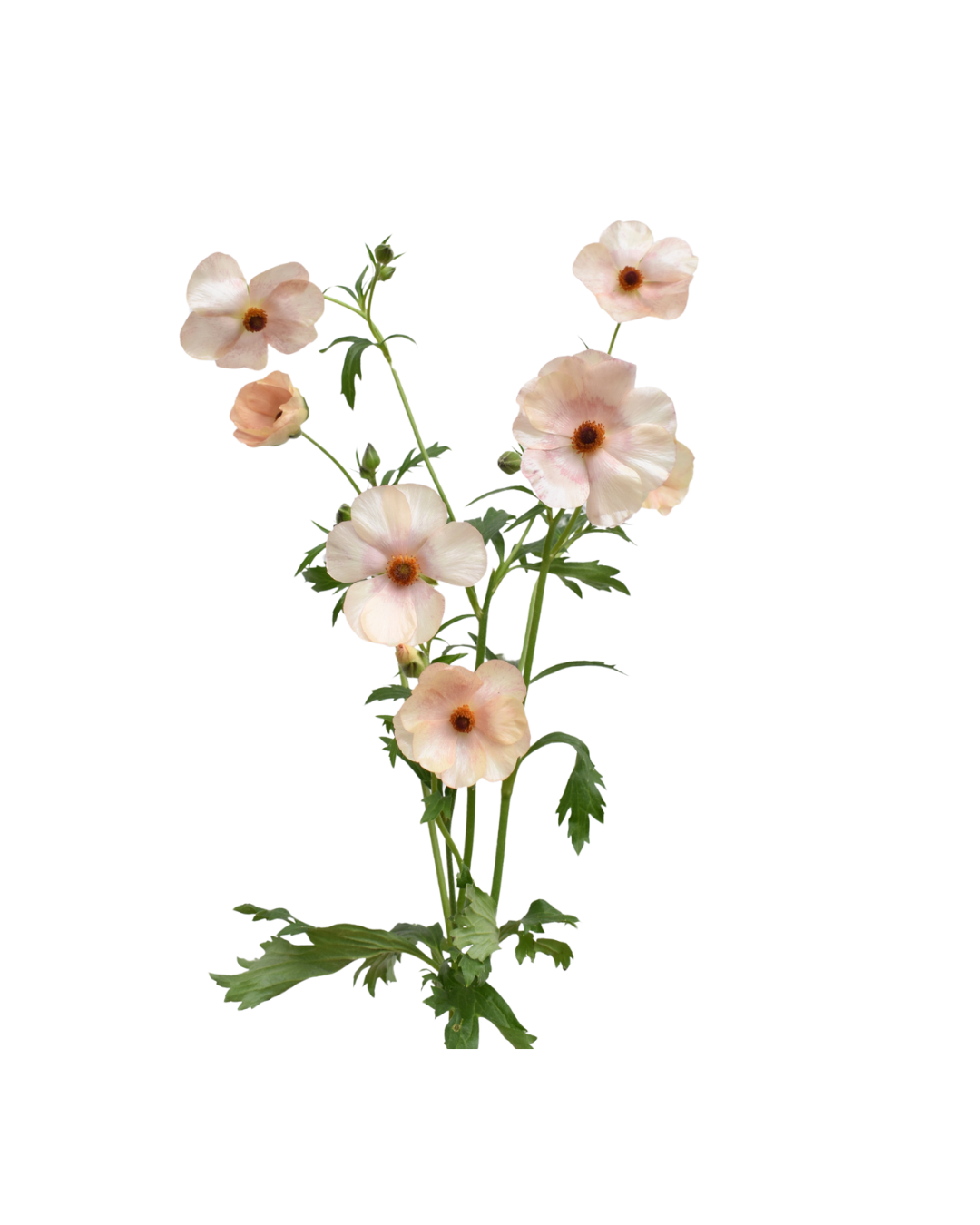 Ranuculo B Peach Butterfly Peach - Image 1