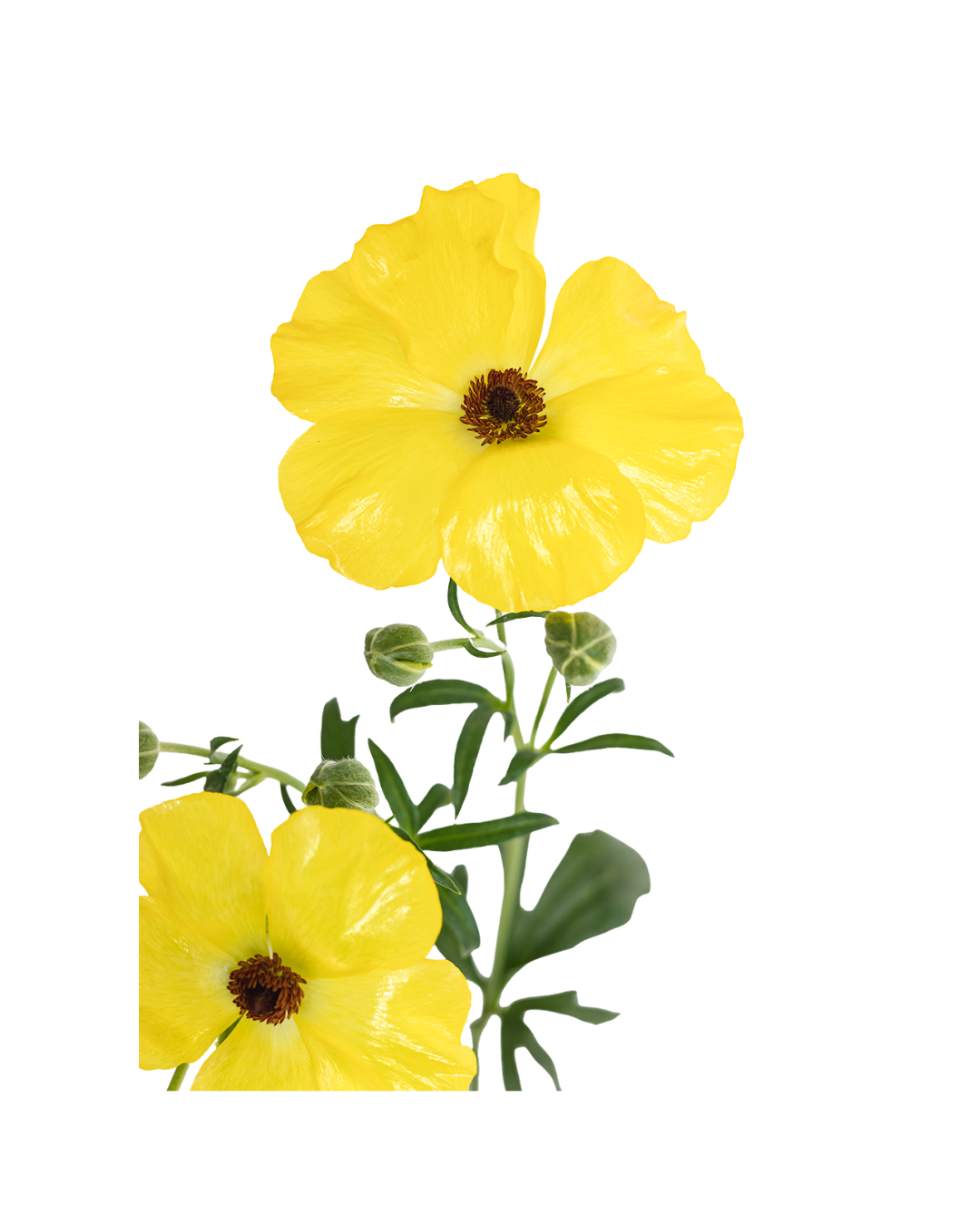 Ranuculo B Yellow Butterfly Yellow - Image 1