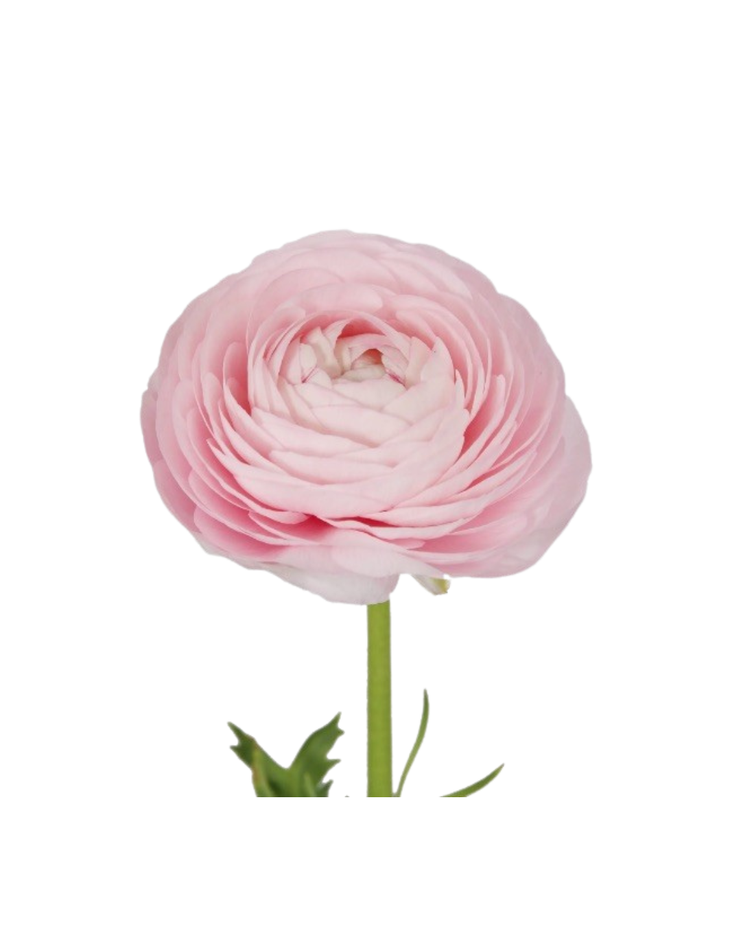 Ranuculo E Light Pink Elegance Light Pink - Image 1