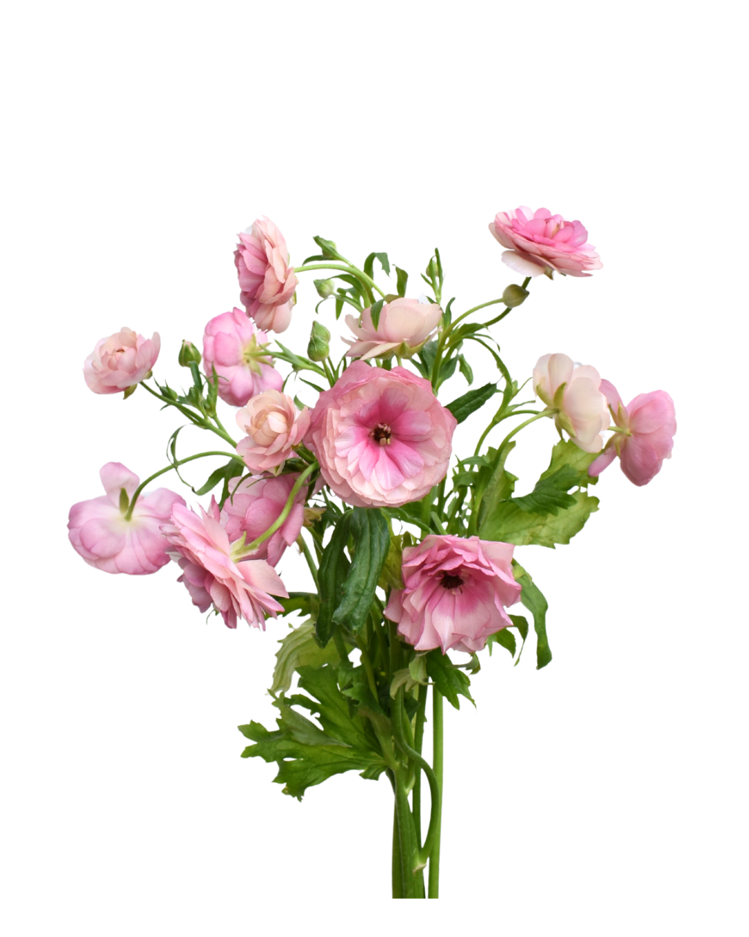 Ranuculos B Hot pink (1) Butterfly Hot Pink - Image 1