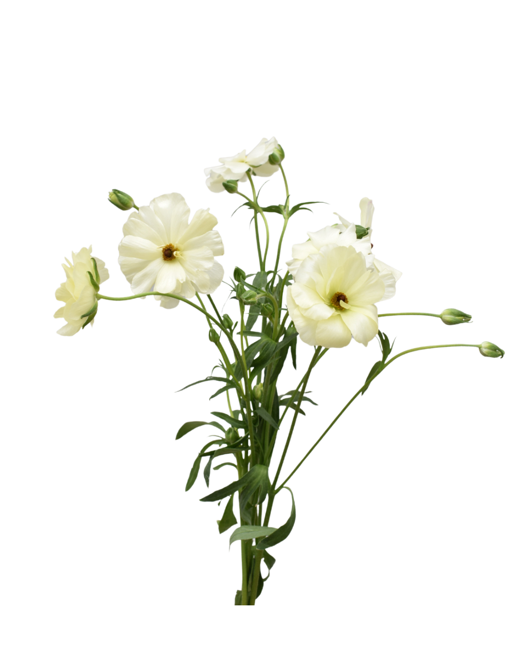 Ranuculos B White Butterfly White - Image 1