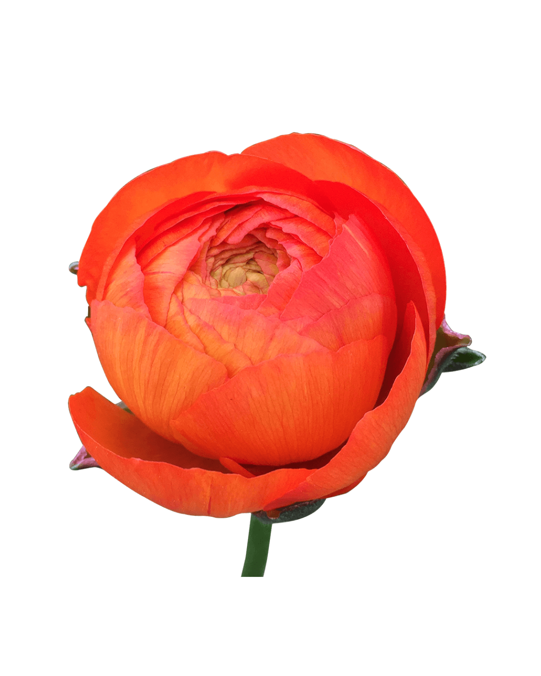 Ranuculos E Orange Elegance Orange - Image 1