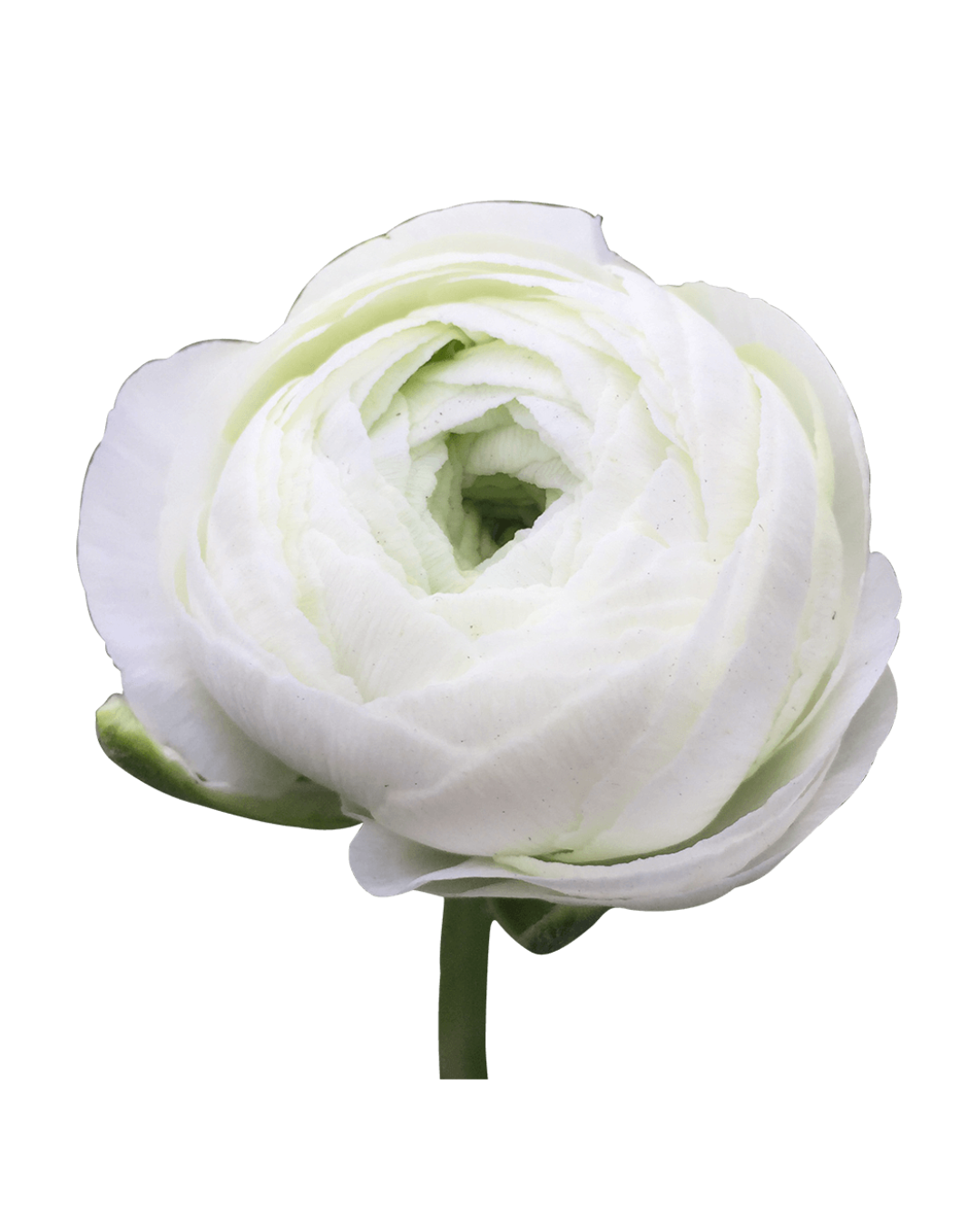 Ranuculos E White Elegance White - Image 1