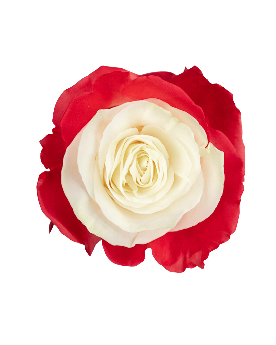 Red Eye Red Eye - Image 1