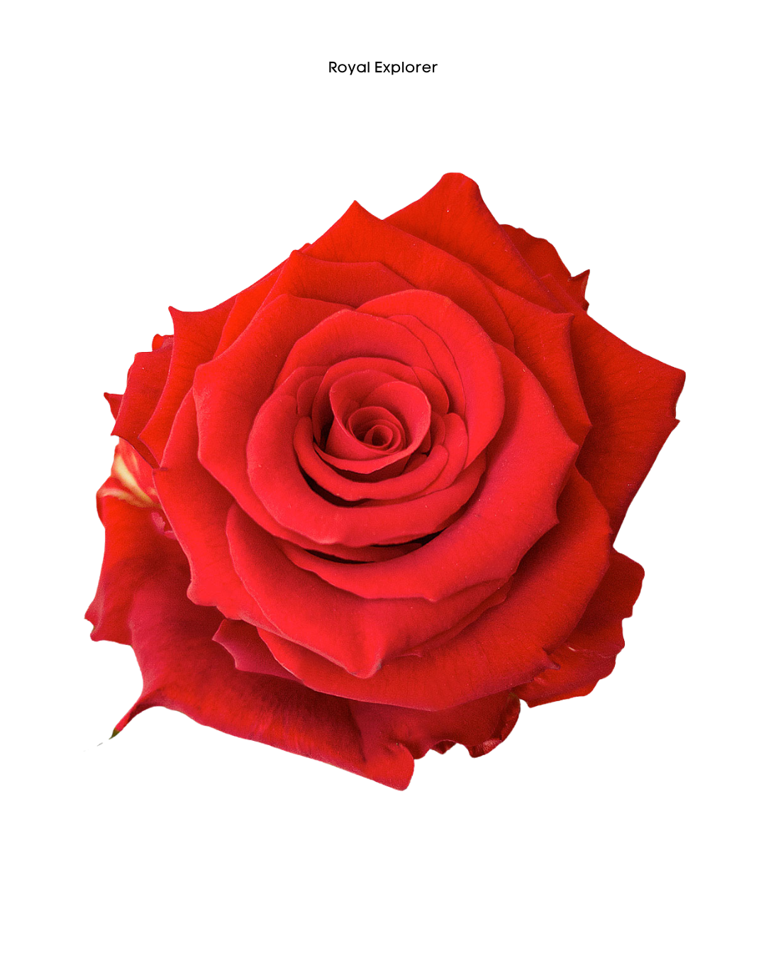 Royal Explorer Royal Explorer - Image 1