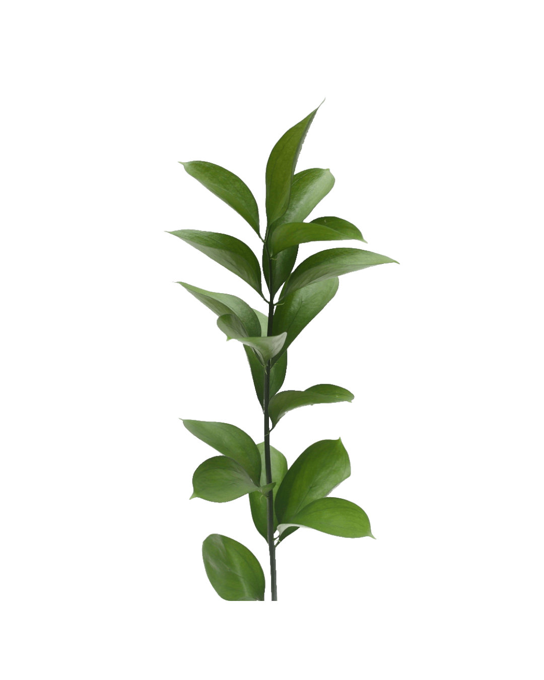 Ruscus Ruscus - Image 1