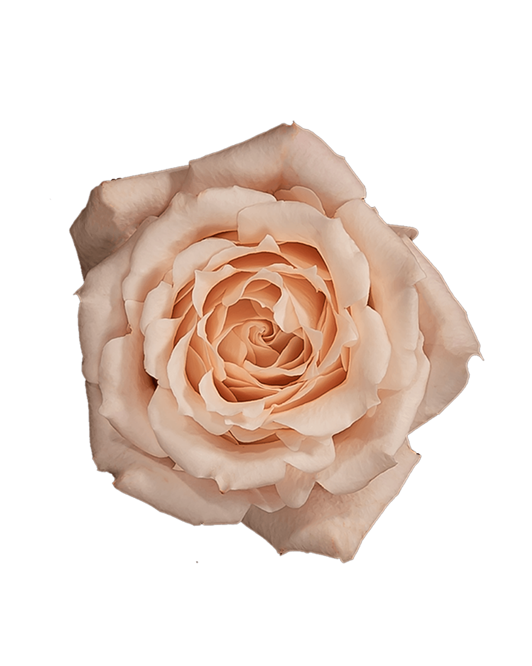 Sahara Sensation Sahara Sensation - Image 1