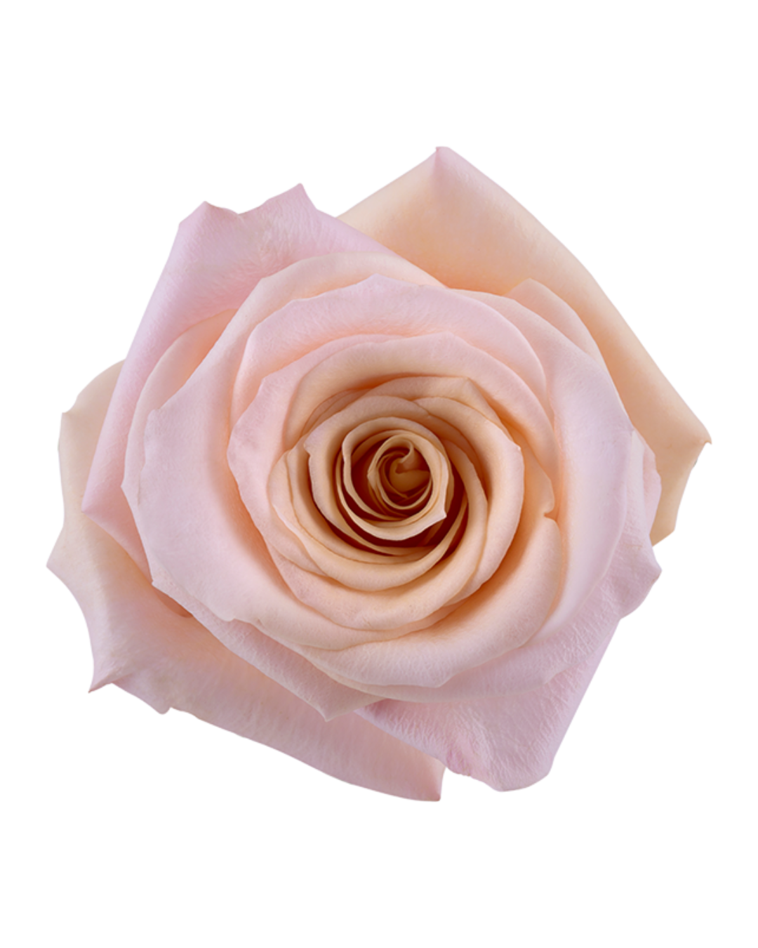 Sahara Sahara - Image 1