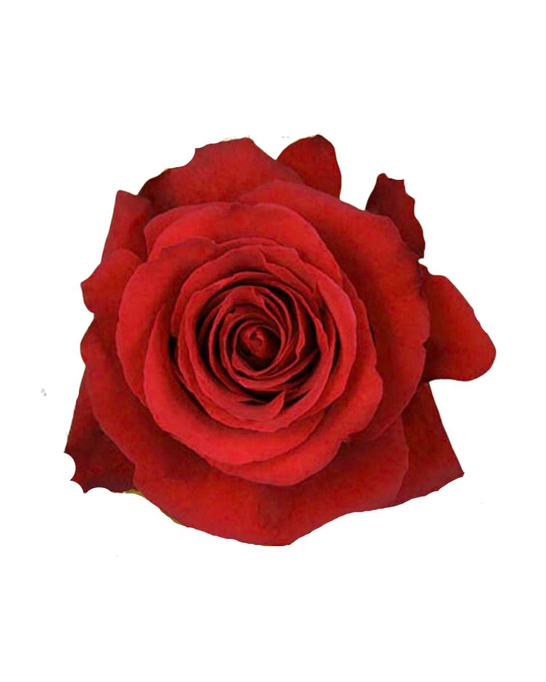 Sexy Red Sexy Red - Image 1