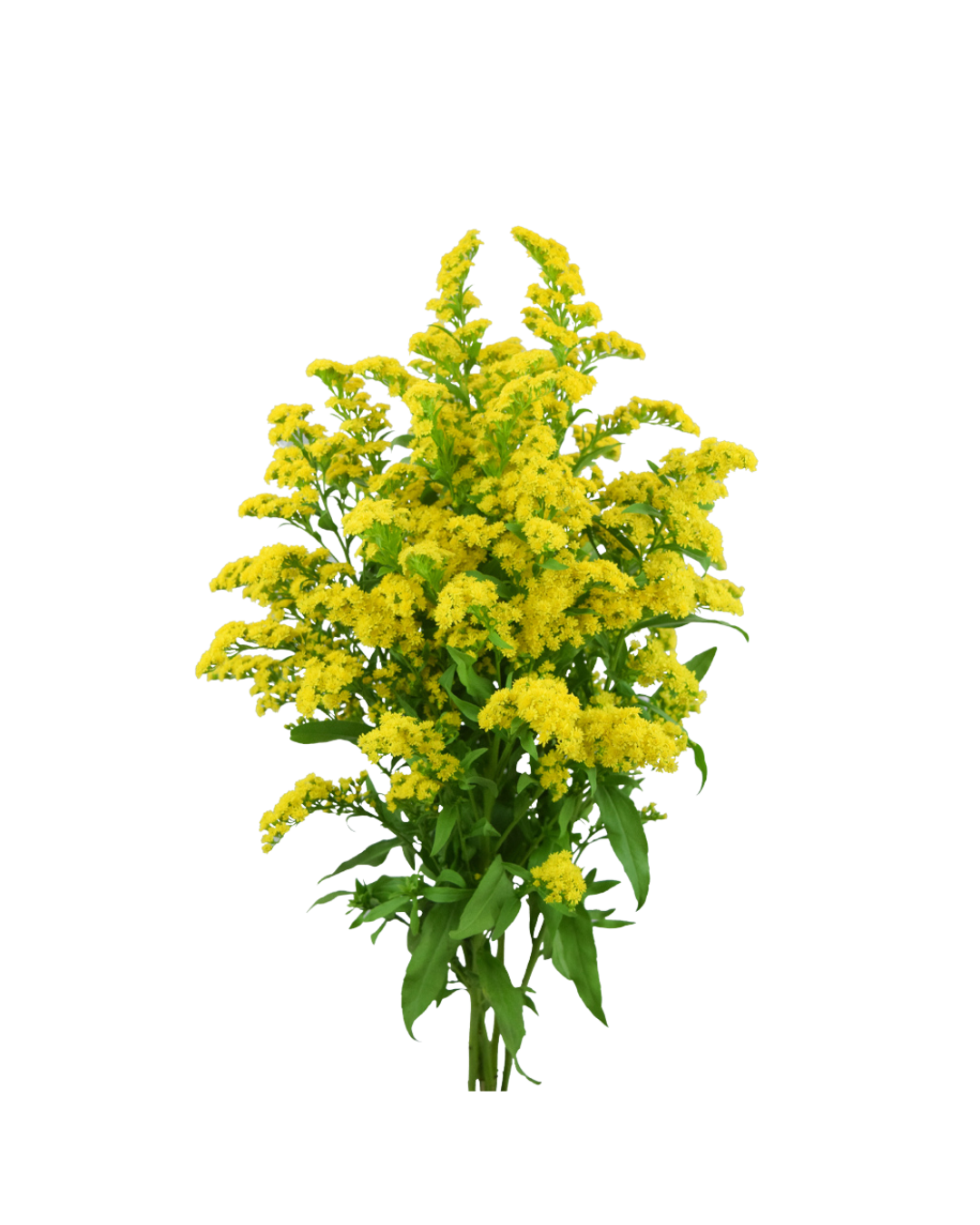 Solidago Solidago - Image 1