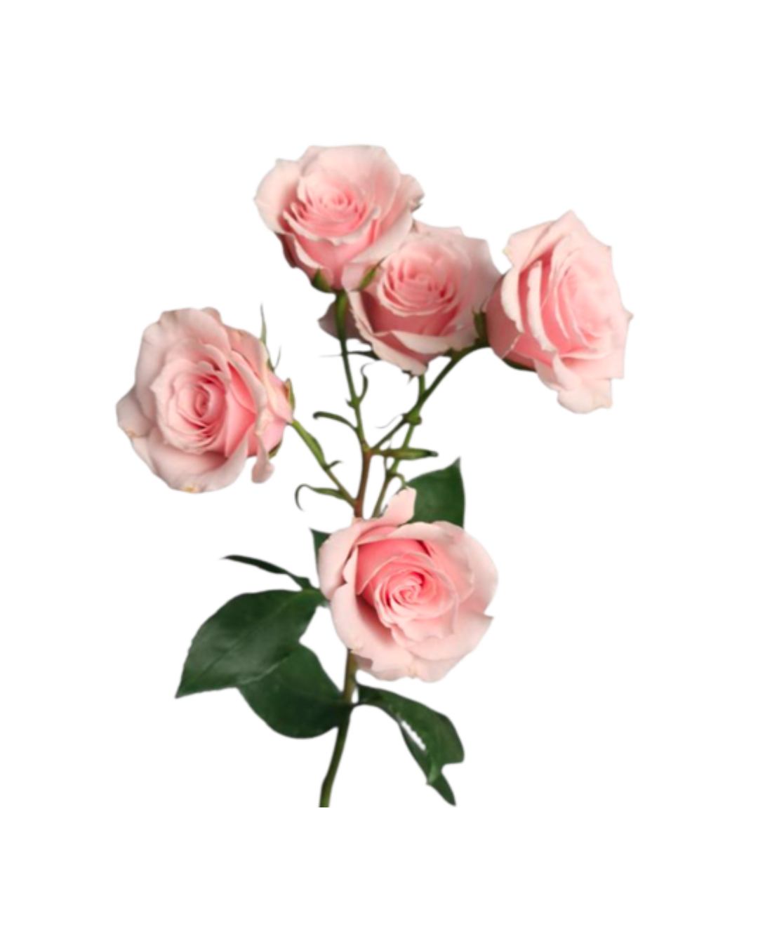 Spray Roses Light Pink Spray Roses Majolika - Image 1