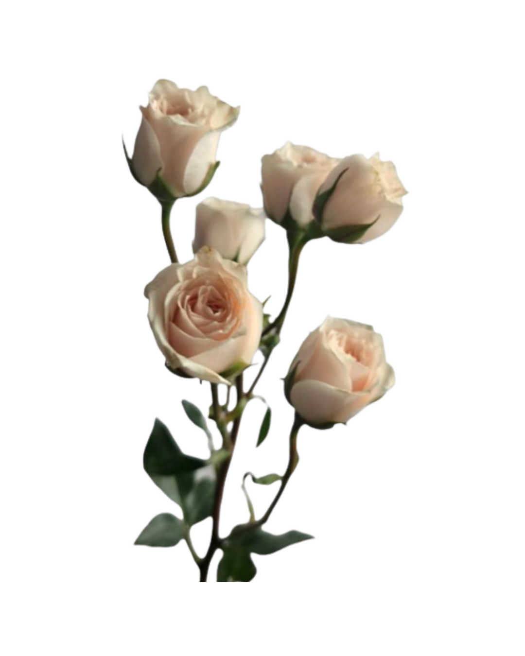 Spray Roses White Spray Roses White Majolika - Image 1