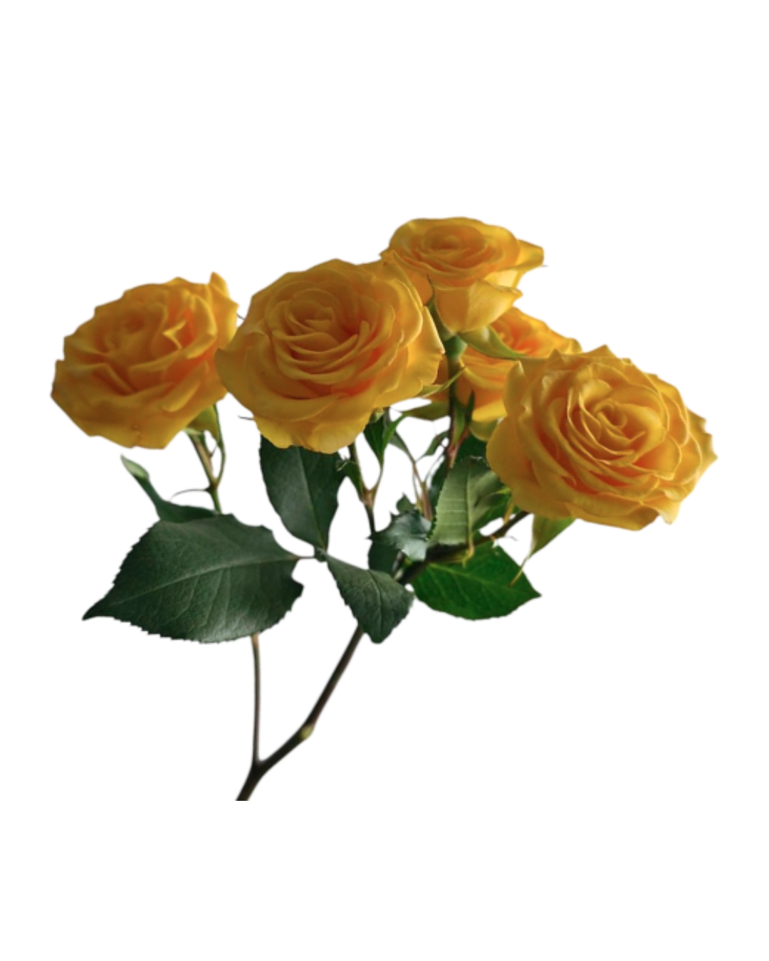 Spray Roses Yellow Spray Roses Yellow Babe - Image 1