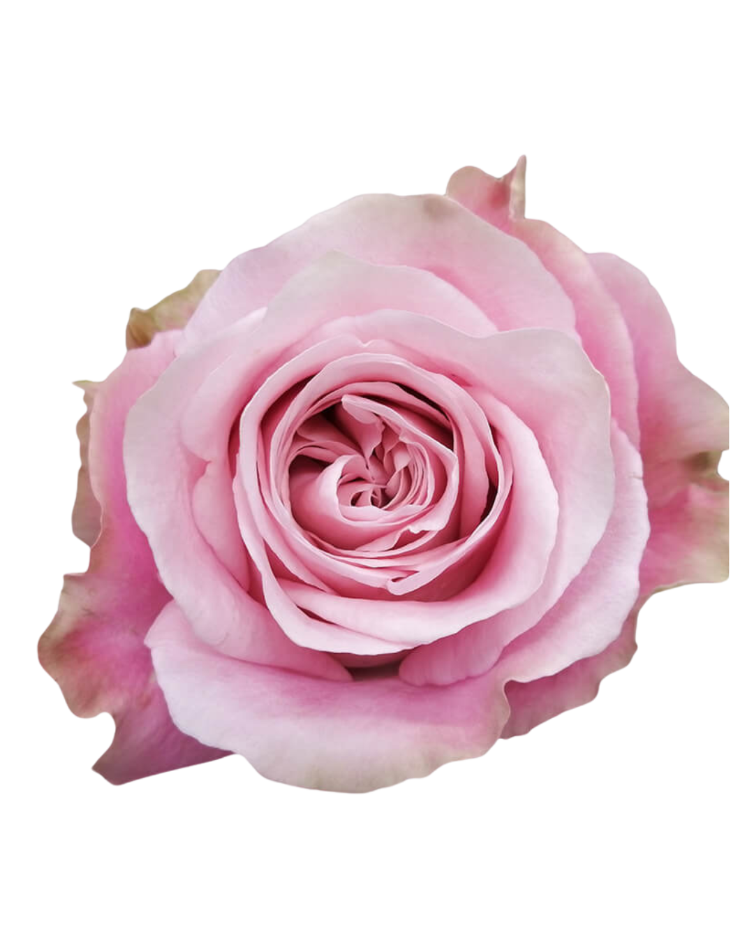 Sweet 4 Love Sweet 4 Love - Image 1