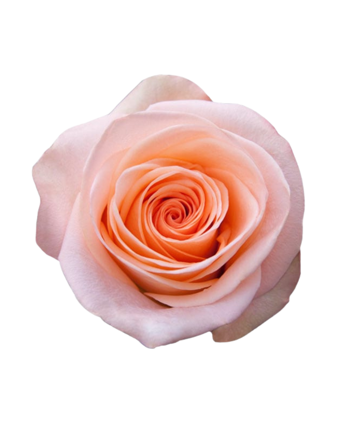 Tiffany Tiffany - Image 1