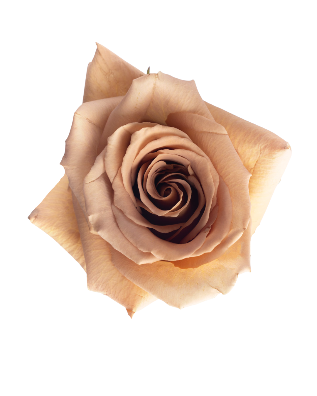 Toffe Toffee - Image 1