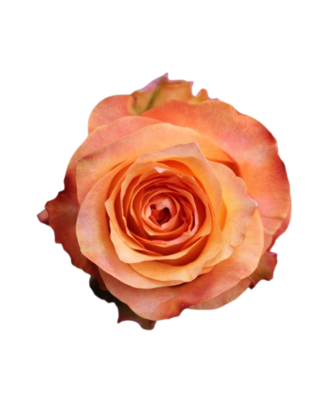 Twilight Twilight - Image 1