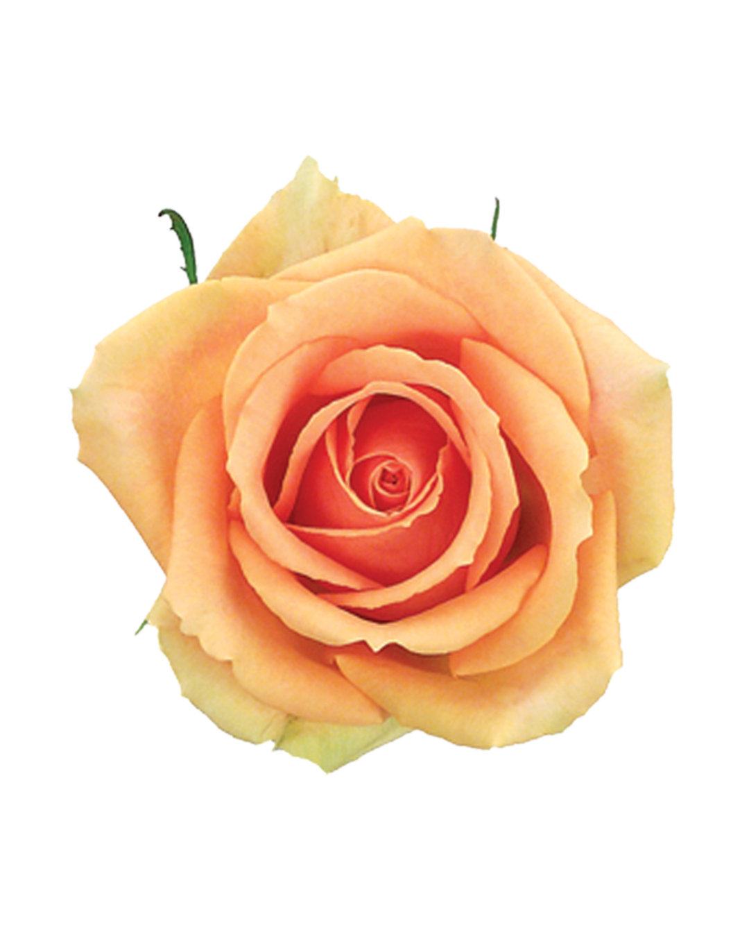 Versilia Versilia - Image 1