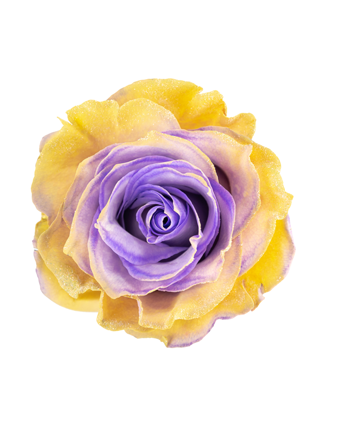 Yellow Pop Yellow Pop - Image 1